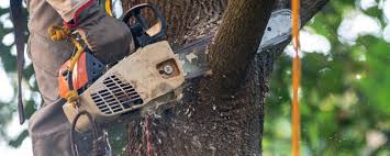 Best Tree Risk Assessment  in West Park, NJ