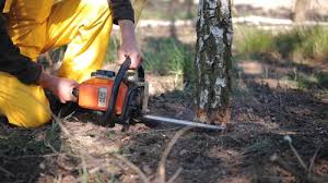  West Park, NJ Tree Services Pros
