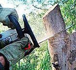 Best Utility Line Clearance  in West Park, NJ