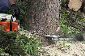 Best Tree Disease Treatment  in West Park, NJ