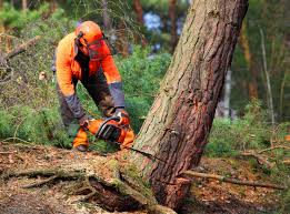 Best Lawn Maintenance Plans  in West Park, NJ