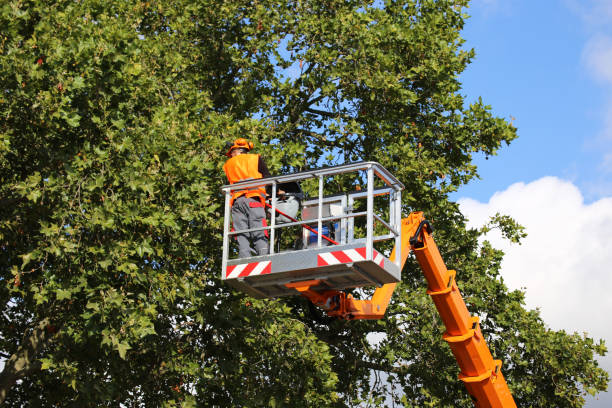 Best Pest Control for Lawns  in West Park, NJ