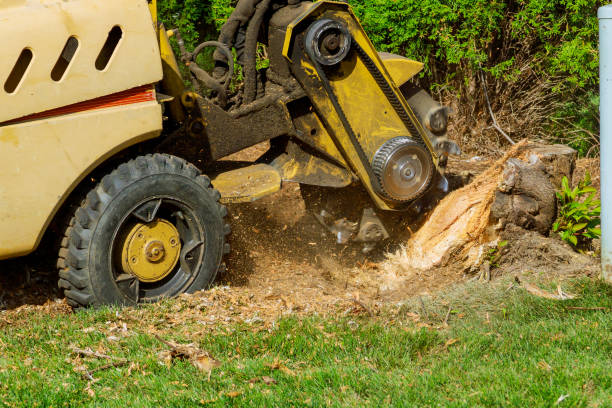 Best Hazardous Tree Removal  in West Park, NJ