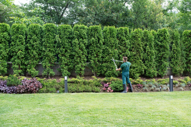 Best Tree Health Inspection  in West Park, NJ