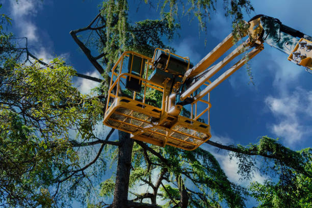 Best Tree Trimming and Pruning  in West Park, NJ