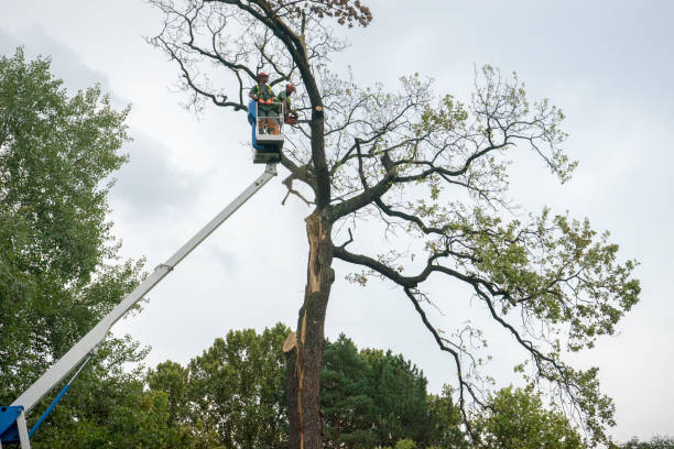 Lawn Maintenance Plans in West Park, NJ