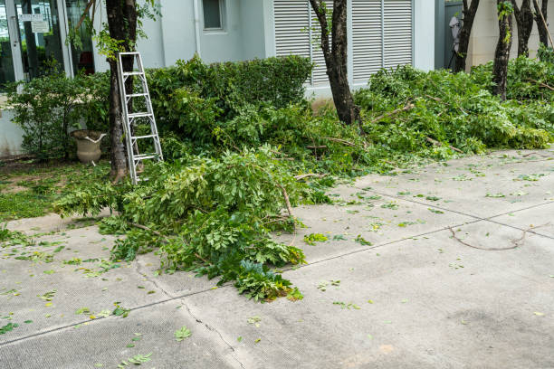Reliable West Park, NJ Tree Services Solutions
