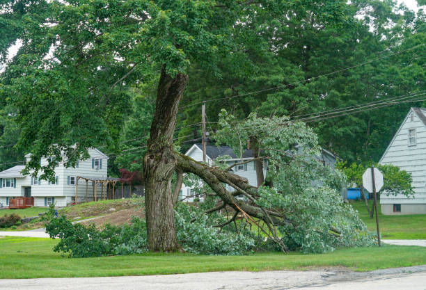 How Our Tree Care Process Works  in  West Park, NJ