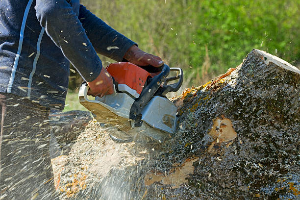 Best Fruit Tree Pruning  in West Park, NJ