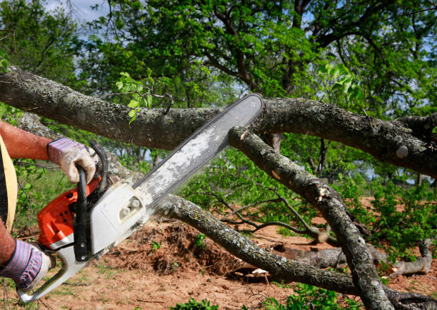 Best Storm Damage Tree Cleanup  in West Park, NJ